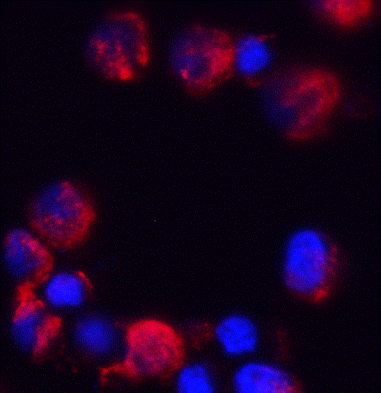 a16809 c18orf42 primary antibodies if testing 3