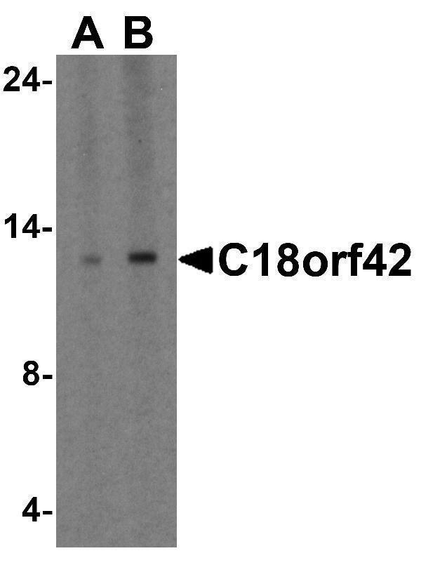 a16809 c18orf42 primary antibodies wb testing 1