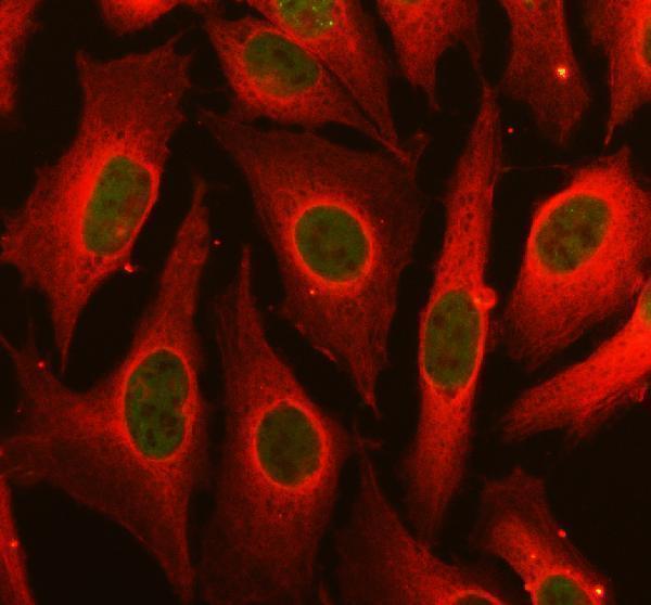 IF analysis of FBXL6 using anti-FBXL6 antibody (A16837-1) and anti-Alpha Tubulin antibody (M03989-3)