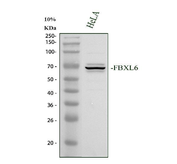 Western blot analysis of FBXL6 using anti-FBXL6 antibody (A16837-1)