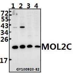 Western blot (WB) analysis of MOL2C polyclonal antibody at 1:500 dilution
Lane1:The Embryo tissue lysate of Mouse(40ug)
Lane2:The Thymus tissue lysate of Rat(40ug)
Lane3:LOVO whole cell lysate(40ug)
Lane4:U-87MG whole cell lysate(40ug)