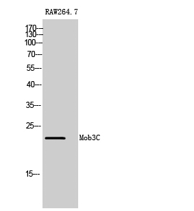 Western blotting validation for Anti-MOB kinase activator 3C Mob3C Antibody A16858-2
Western Blot (WB) analysis of Raw 264