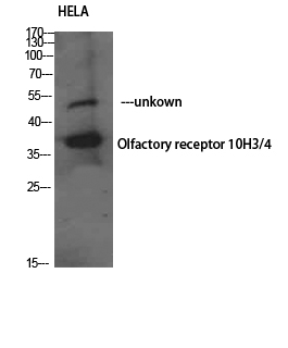 a16868 or10h3 primary antibodyes wb testing 1