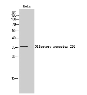 Western Blot (WB) analysis of HeLa cells using Olfactory receptor 2D3 Polyclonal antibody