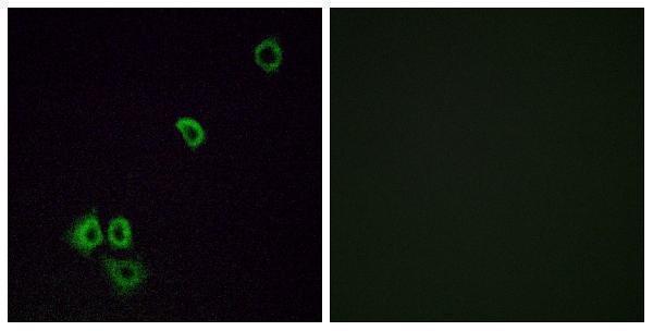 a16877 or2g3 primary antibodies if testing 1