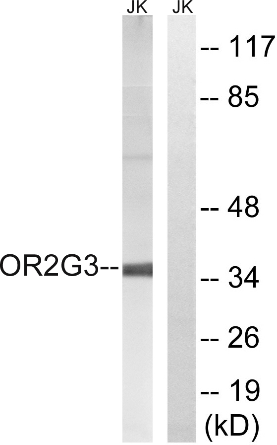 a16877 or2g3 primary antibodies wb testing 2