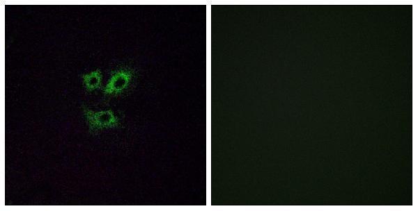 a16880 or2y1 primary antibodies if testing 1