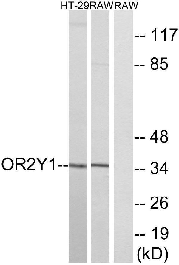 a16880 or2y1 primary antibodies wb testing 2