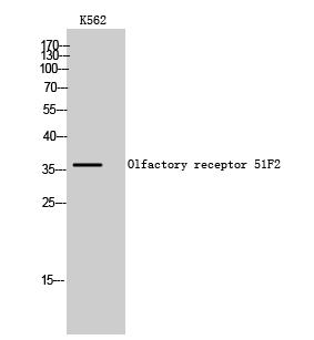 a16883 or51f2 primary antibodyes wb testing 1