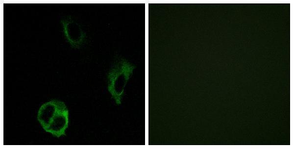 Immunofluorescence analysis of COS7 cells, using OR51I1 Antibody