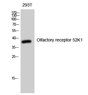 a16887 or52k1 primary antibodies wb testing 2