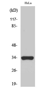 Western Blot analysis of various cells using Olfactory receptor 52W1 Polyclonal Antibody
