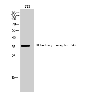 a16891 or5a2 primary antibodyes wb testing 1
