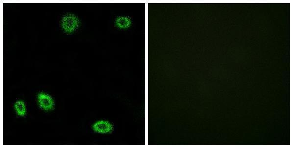 a16897 or5l1 primary antibodies if testing 1