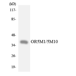 a16898 or5m1 primary antibodies wb testing 3
