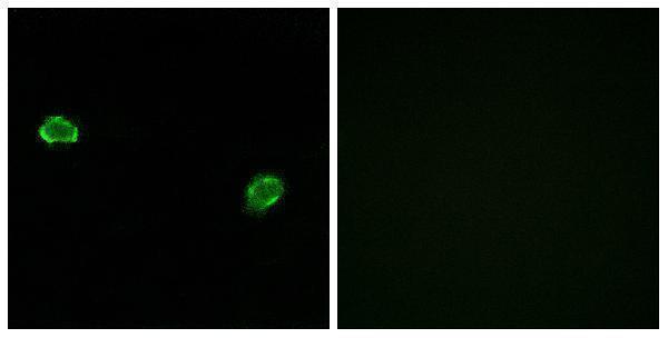 Immunofluorescence analysis of MCF7 cells, using OR5M3 Antibody