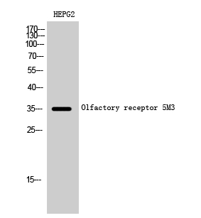 Western Blot analysis of HEPG2 cells using Olfactory receptor 5M3 Polyclonal Antibody diluted at 1:1000