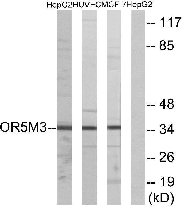 Western blot analysis of lysates from HepG2, HUVEC, and MCF-7 cells, using OR5M3 Antibody