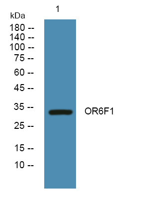 a16903 or6f1 primary antibodies wb testing 1
