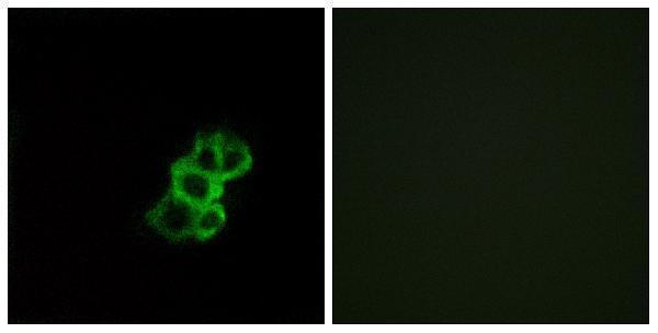 a16908 or8b4 primary antibodies if testing 1