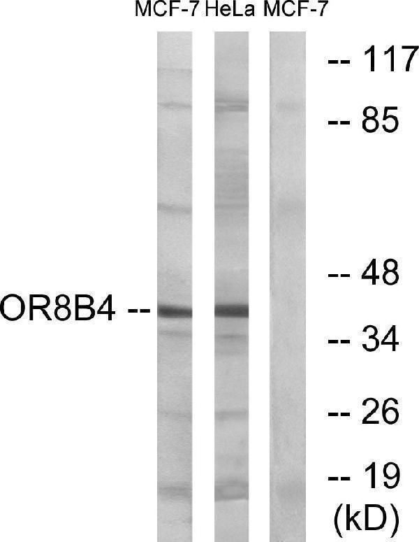 a16908 or8b4 primary antibodies wb testing 2