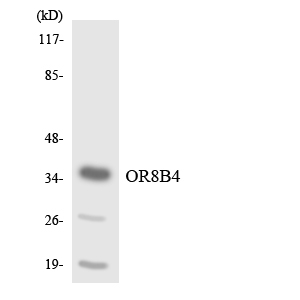 a16908 or8b4 primary antibodies wb testing 3