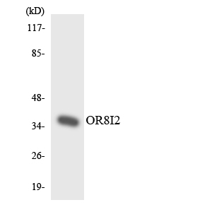Western blot analysis of the lysates from HeLa cells using OR8I2 antibody