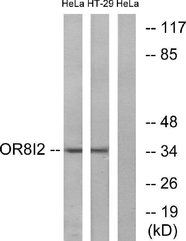 Western blot analysis of lysates from HeLa and HT-29 cells, using OR8I2 Antibody