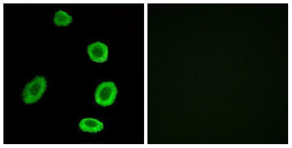 a16911 or8k1 primary antibodies if testing 1