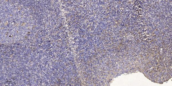 Immunohistochemical analysis of paraffin-embedded human tonsil