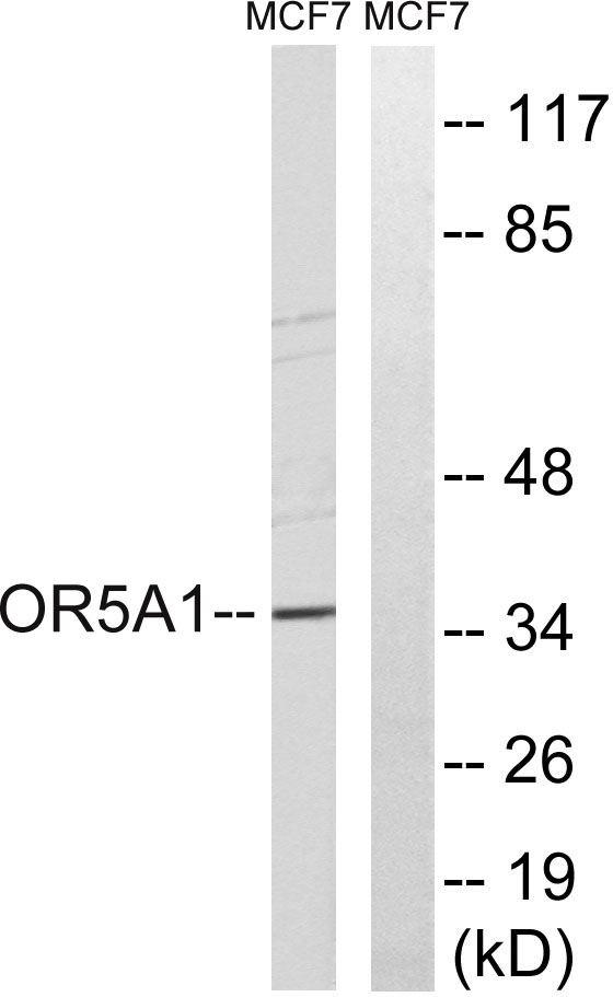 a17016 or5a1 primary antibodies wb testing 1