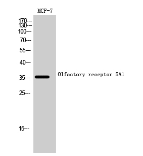 a17016 or5a1 primary antibodies wb testing 2