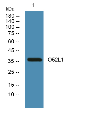 a17017 or52l1 primary antibodies wb testing 1