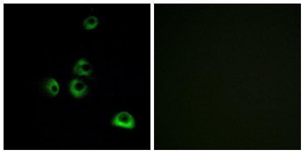 a17018 or2m7 primary antibodies if testing 1