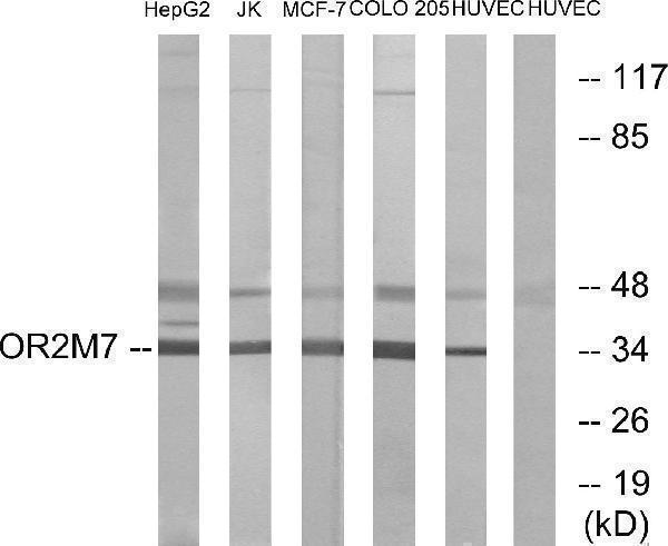 a17018 or2m7 primary antibodies wb testing 2