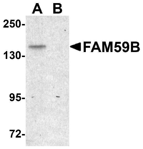 a17028 fam59b primary antibodies wb testing 1