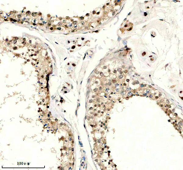 a17057 1 zglp1 primary antibodies ihc testing 1