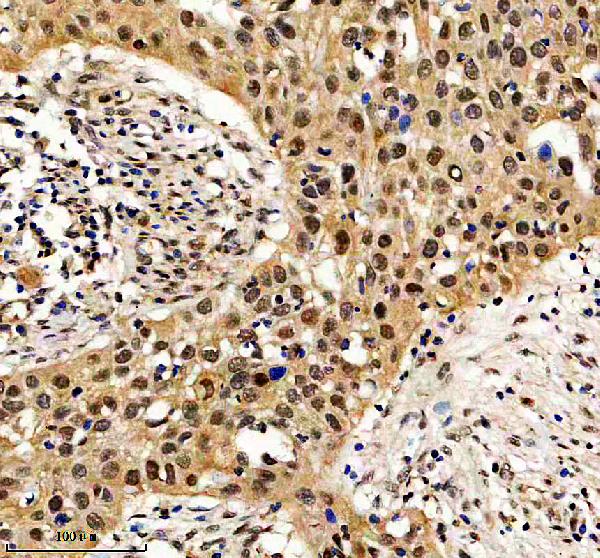 a17057 1 zglp1 primary antibodies ihc testing 2
