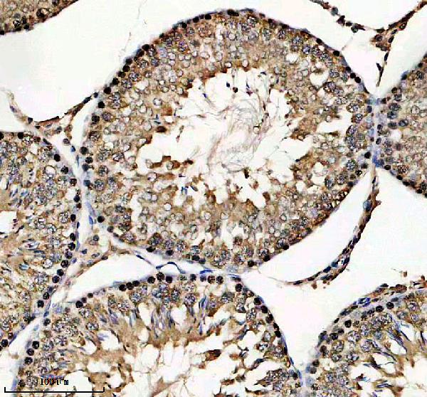 a17057 1 zglp1 primary antibodies ihc testing 3