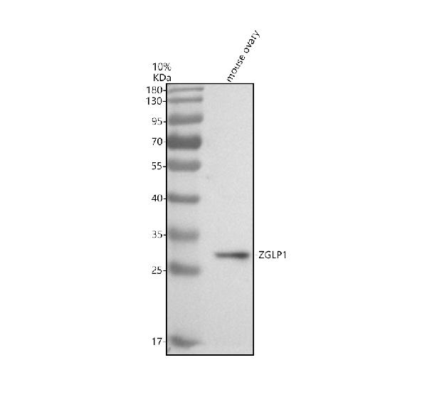 a17057 1 zglp1 primary antibodies wb testing 1