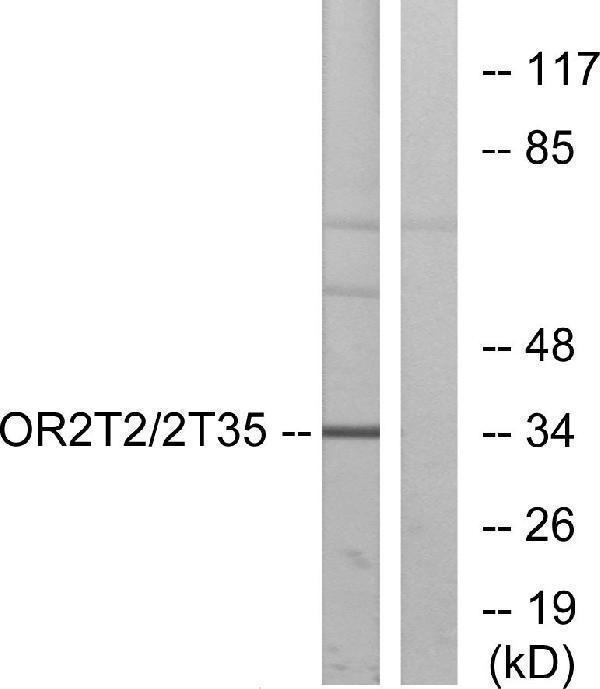 a17070 or2t2 primary antibodies wb testing 3