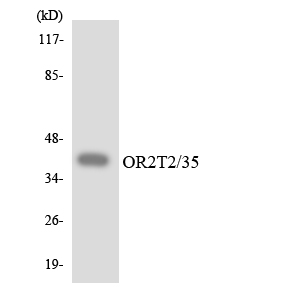 a17070 or2t2 primary antibodies wb testing 4