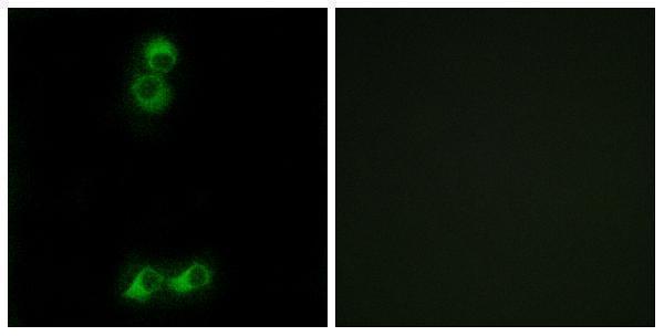 a17073 or10j5 primary antibodies if testing 1