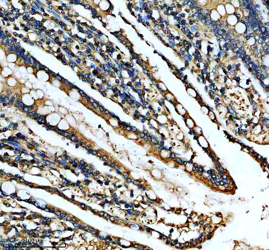 IHC analysis of LYPD8 using anti-LYPD8 antibody (A17098)