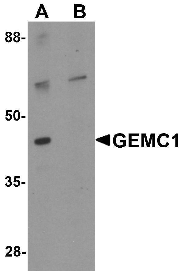 a17100 gemc1 primary antibodies wb testing 1