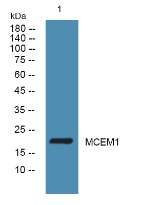 a17113 mcemp1 primary antibodies wb testing 1