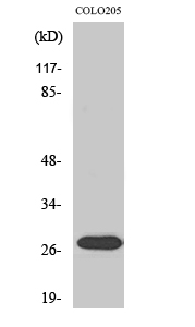 a17131 nrip3 primary antibodies wb testing 2