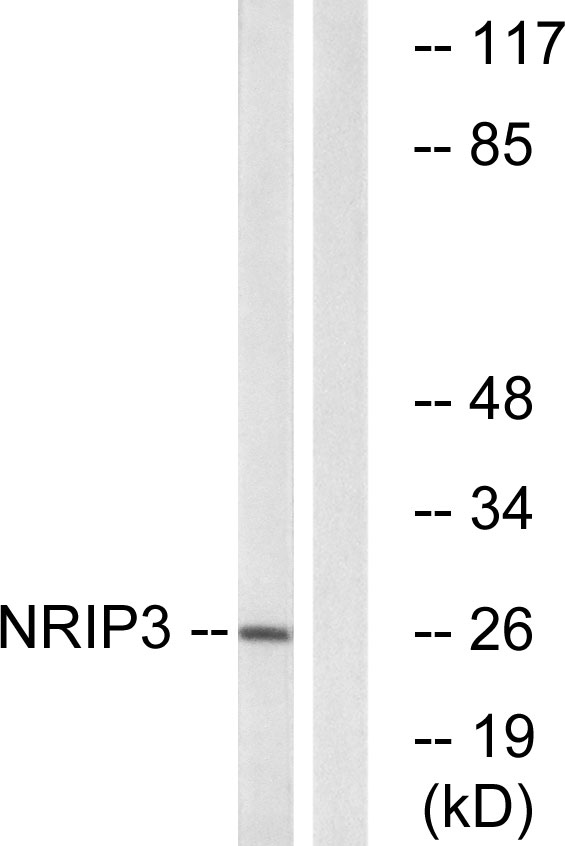 a17131 nrip3 primary antibodies wb testing 3