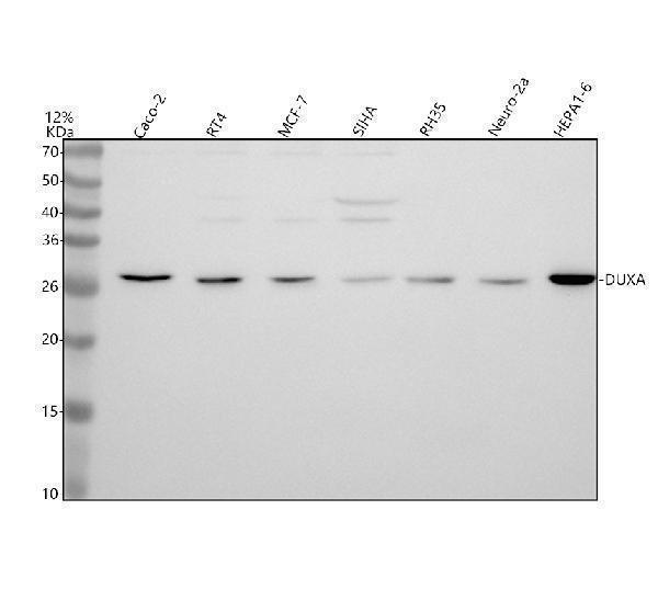 a17132 1 duxa primary antibodies wb testing 1