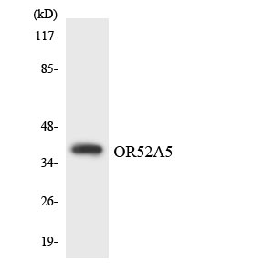 a17138 or52a5 primary antibodies wb testing 2